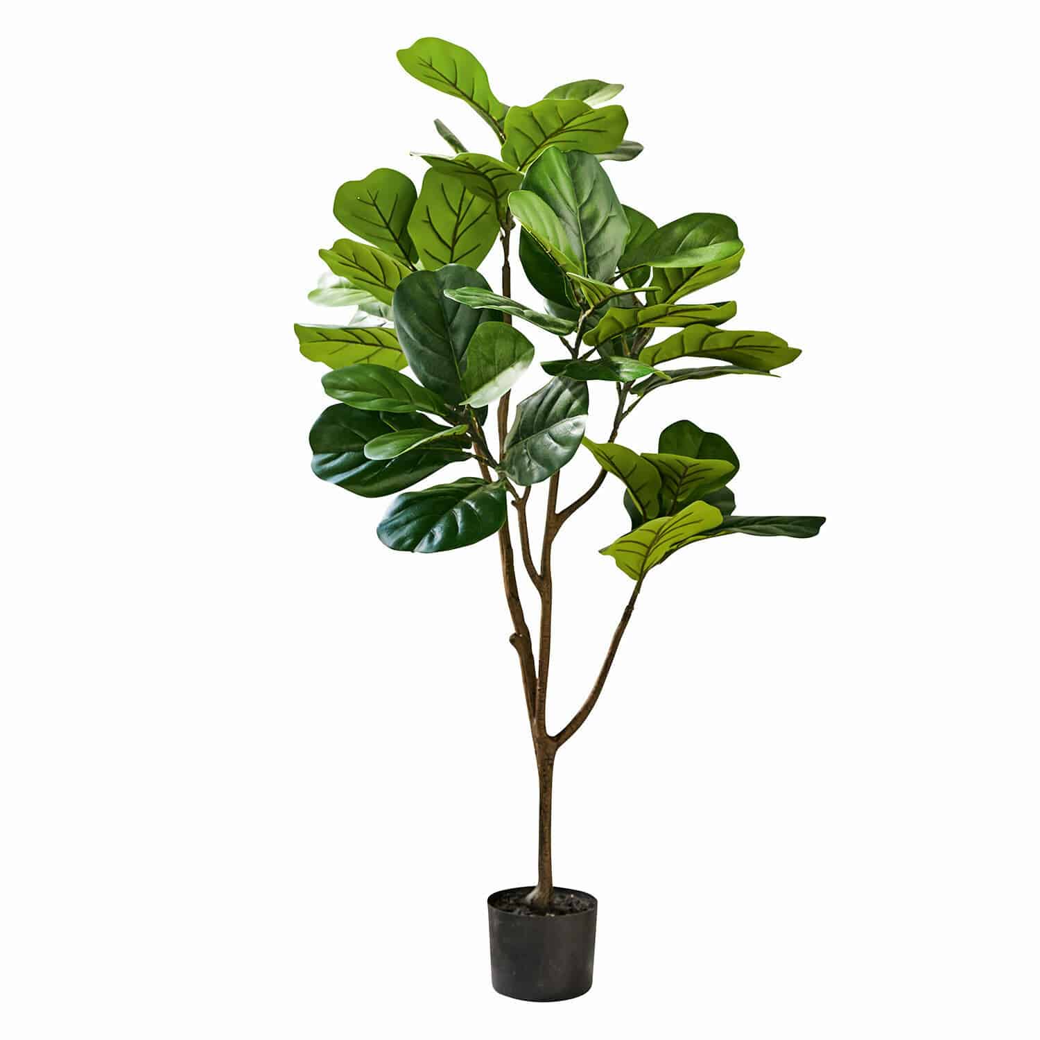Pianta decorativa in vaso Evolet