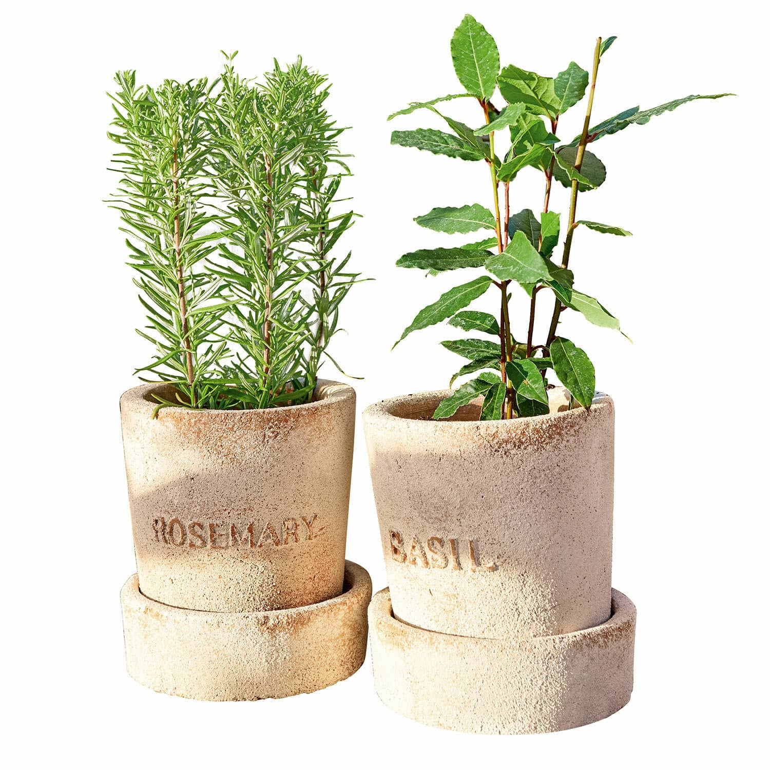Coppia di portavasi Basil & Rosemary