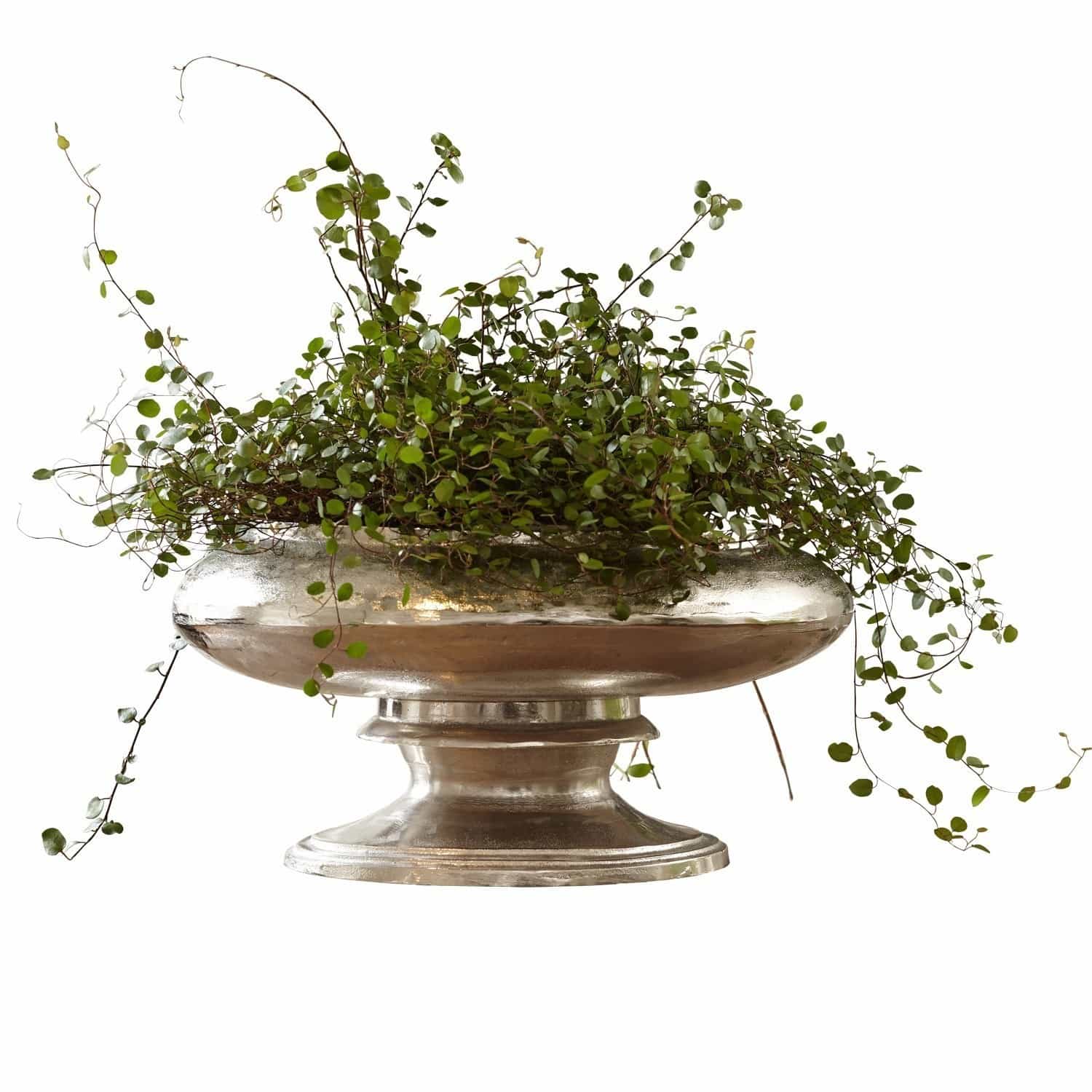 Vaso Loyère Coppa in metallo argentato su piedistallo con pianta rampicante verde, decorazione elegante