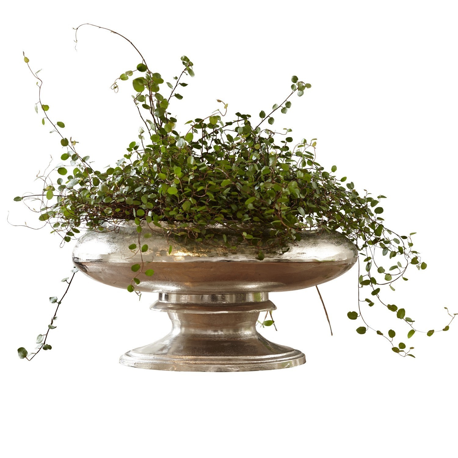 Vaso Loyère Coppa in metallo argentato su piedistallo con pianta rampicante verde, decorazione elegante