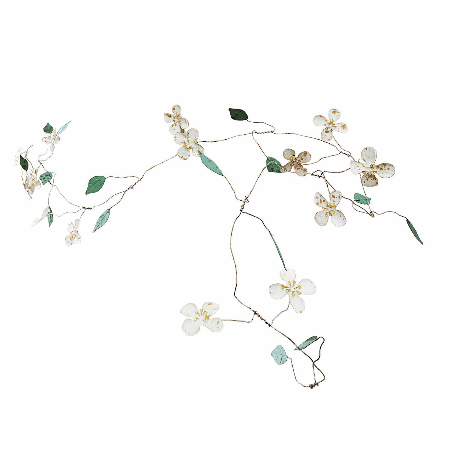 Festone Sambucus