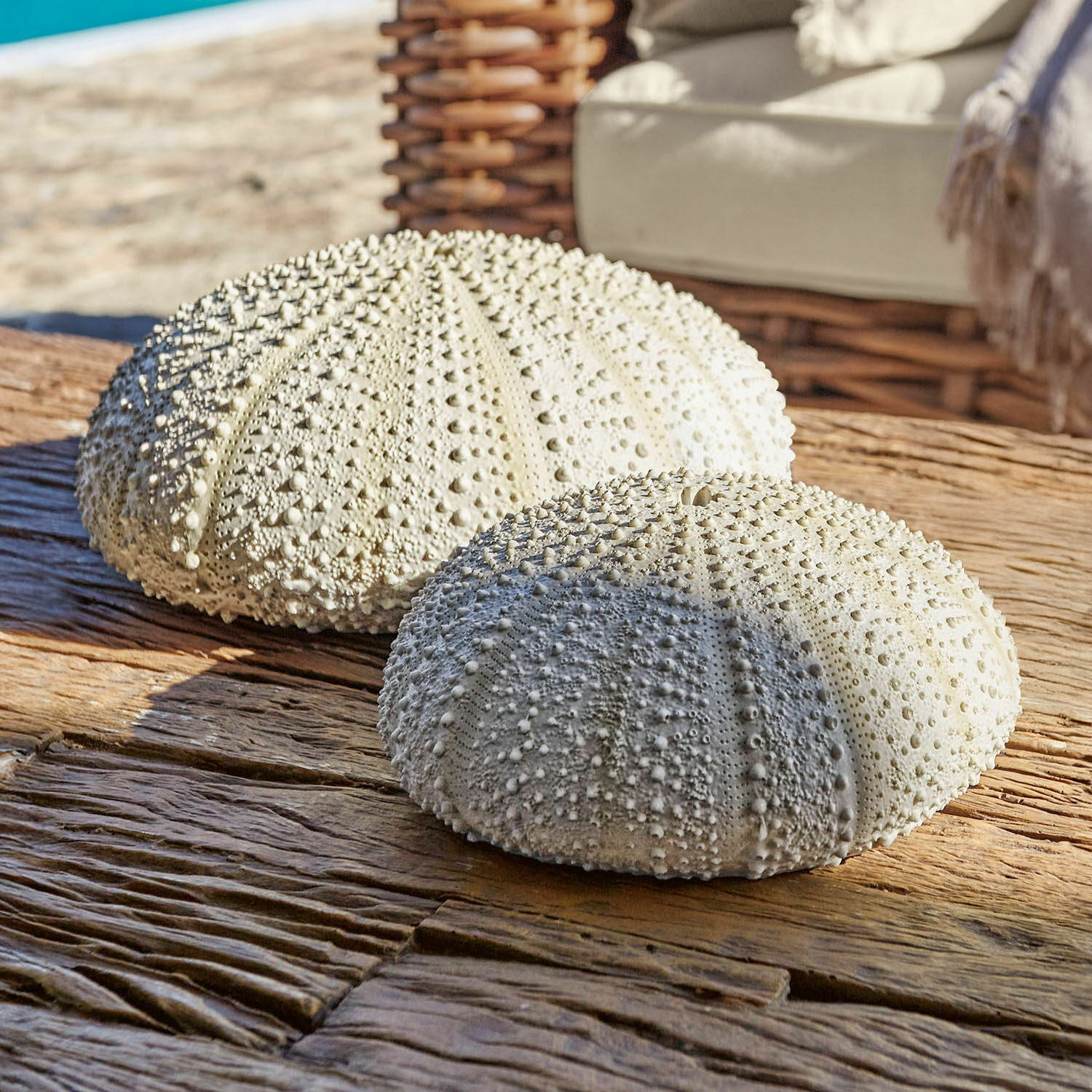 Coppia di ricci di mare decorativi Kimbar