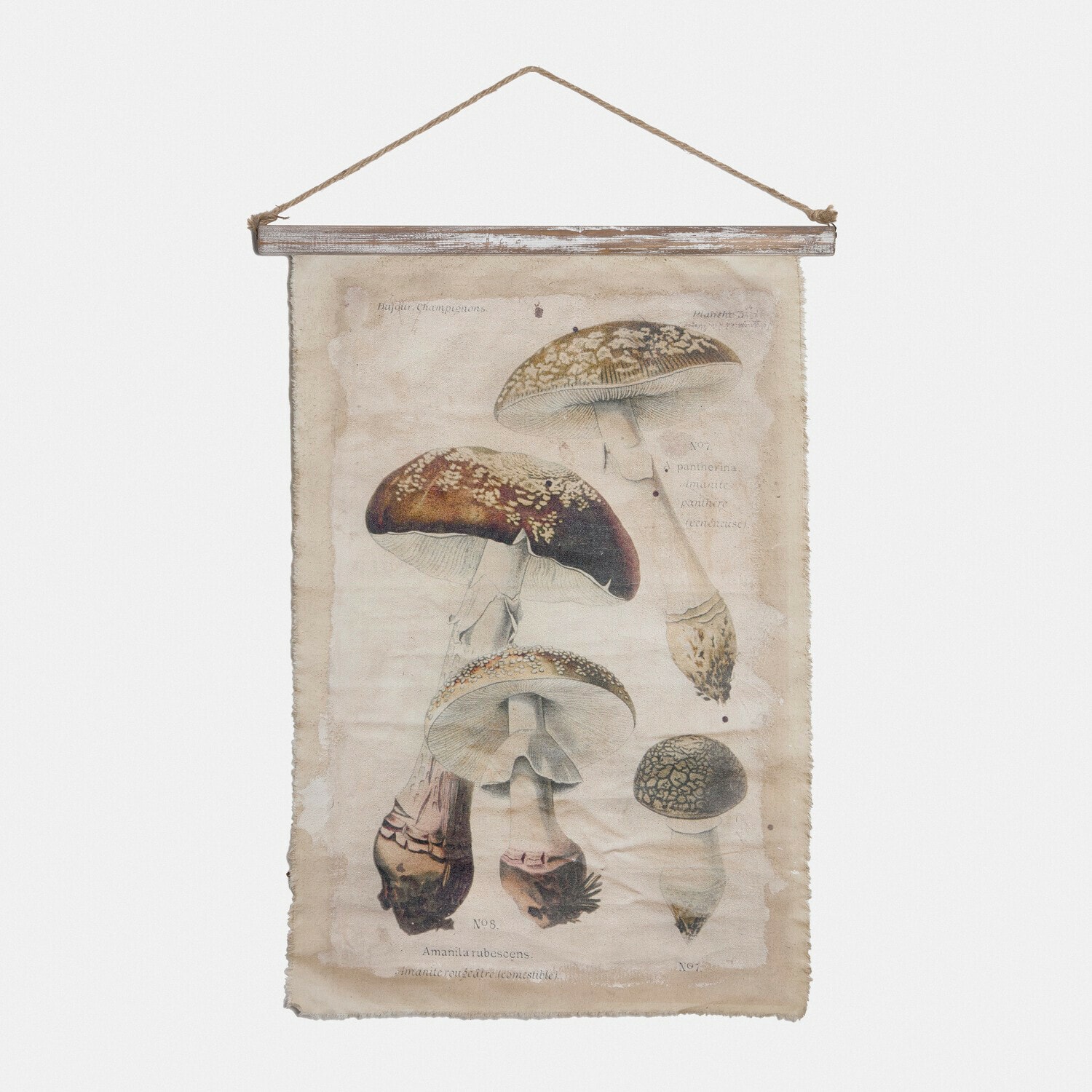 Immagine Rynmor Poster appeso in tela con illustrazione vintage di funghi, decorazione murale naturale per casa
