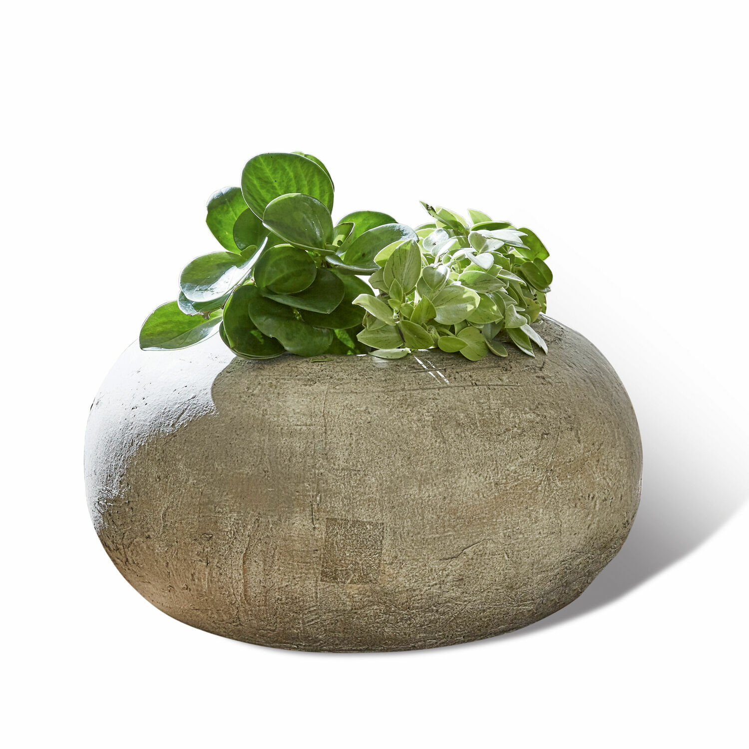 Portavaso Nidrum